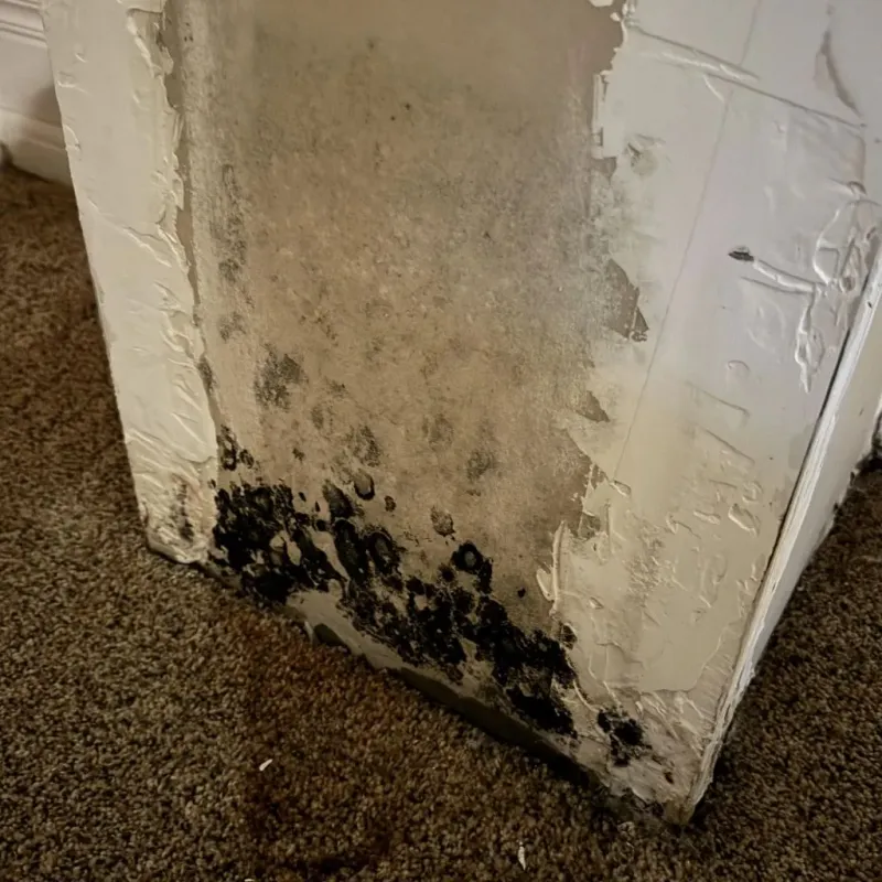 Professional Mold Removal in Rock Hill, MO